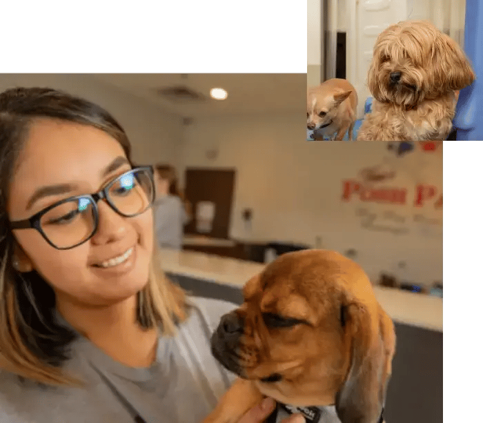 Dog-Daycare-Blog-The-Latest-From-Vera-s-Posh-Paws