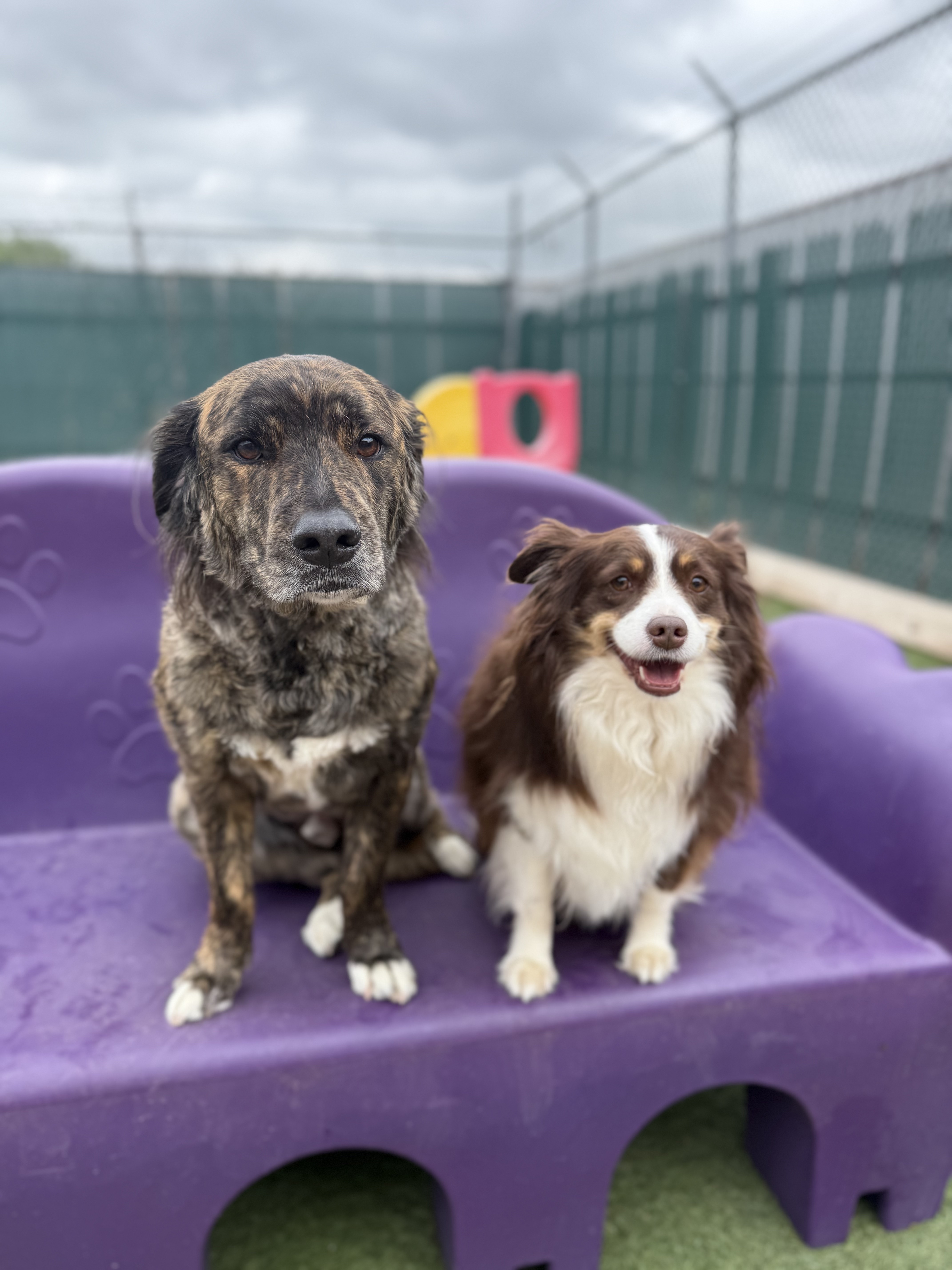 How to Personalize Dog Boarding for Better Overnight Stays