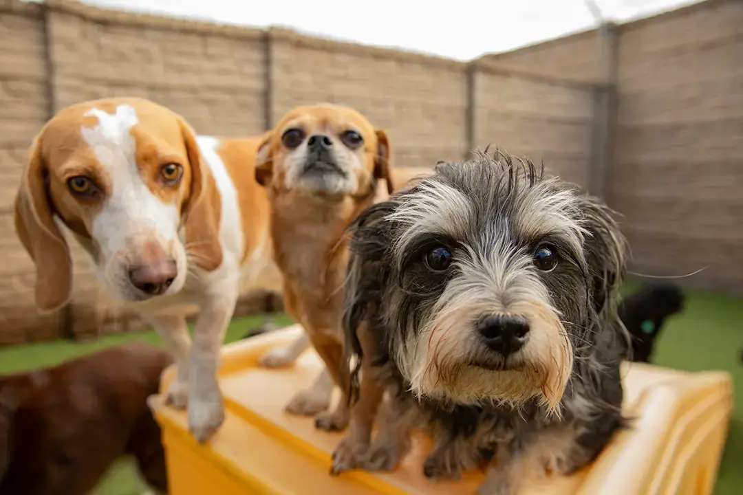 A Day of Thanks for Our Furry Friends!