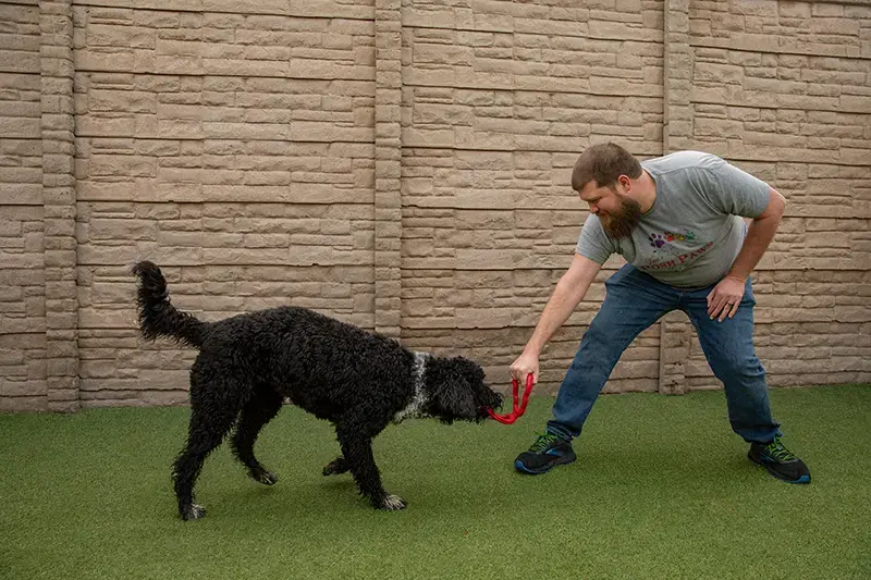 How to Play with Your Dog in Summer | Vera's Posh Paws