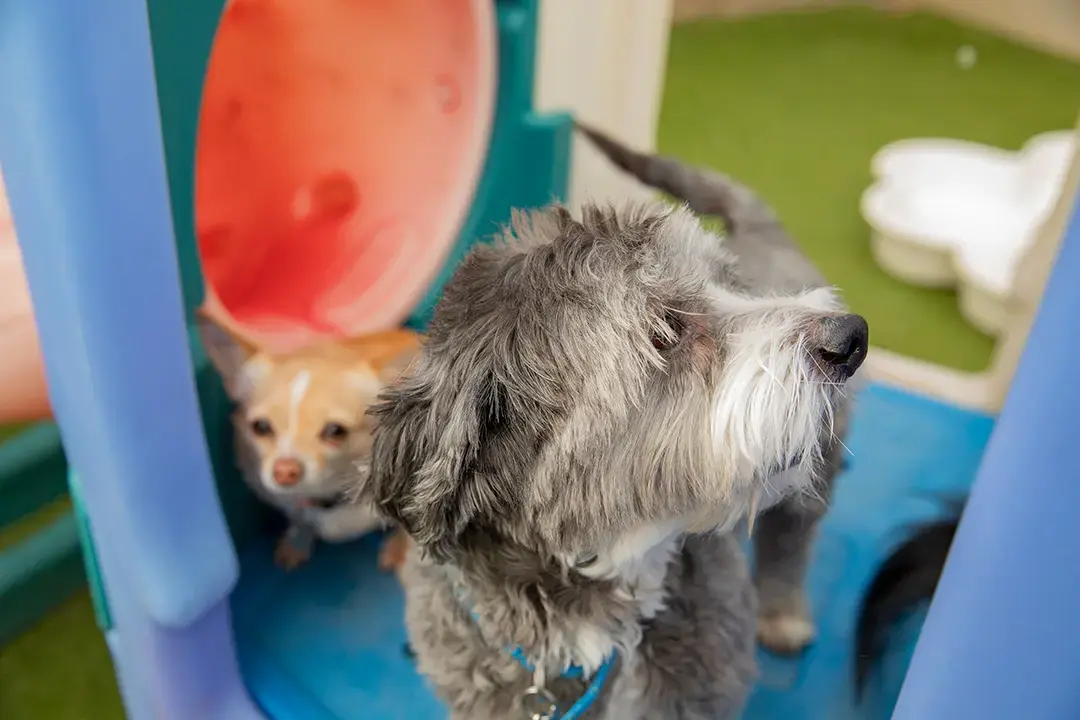 Is Your Dog Ready for Back-to-School?