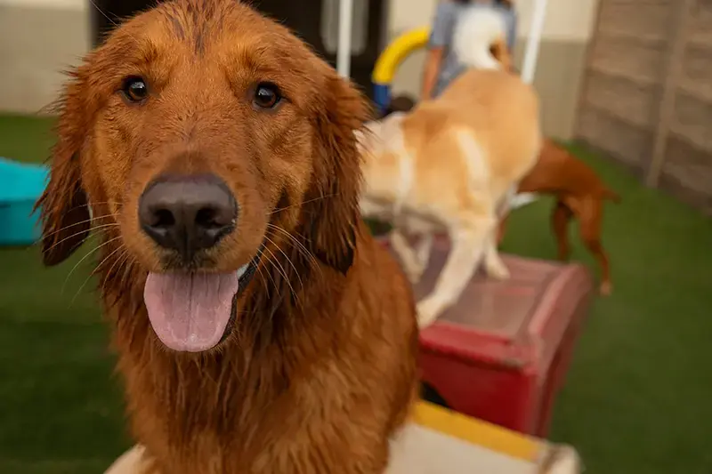 A dog pants in the summer heat. Watching for signs of heat stroke is important for pets in Oklahoma summers.