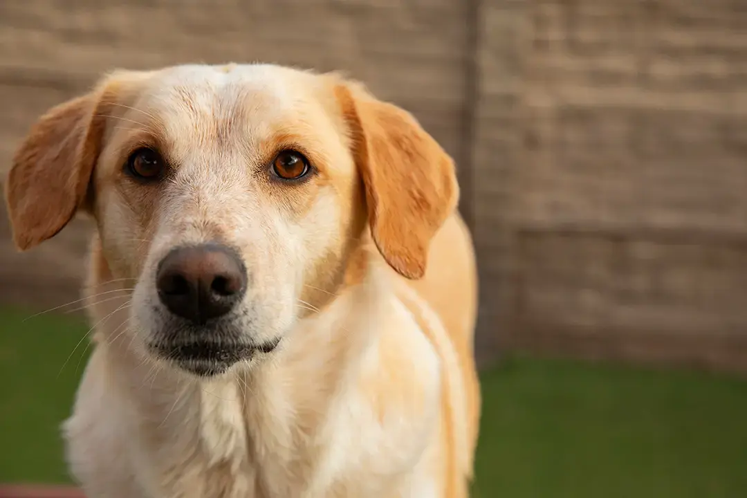 Lab-Adore Day: Unleashing Love and Joy for Canine Companions!