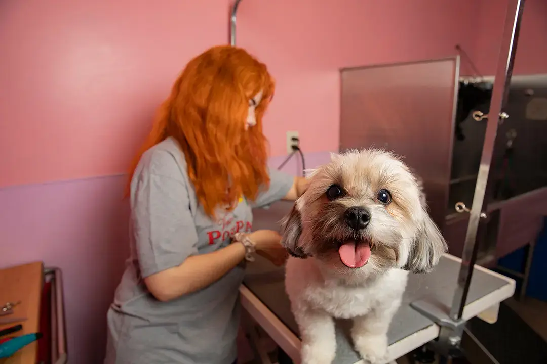 Posh Paws- From Shaggy to Chic