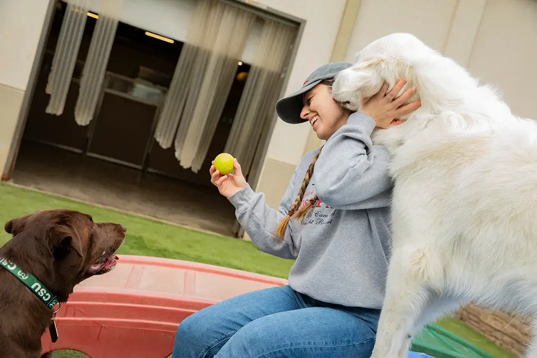 Preparing Your Pups for a Spooktacular Halloween