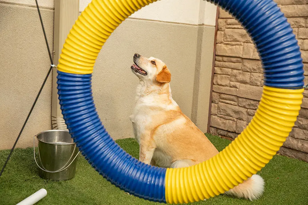 Ringing in the New Year with Your Furry Friend: A Guide to Preparing Dogs for the Festivities