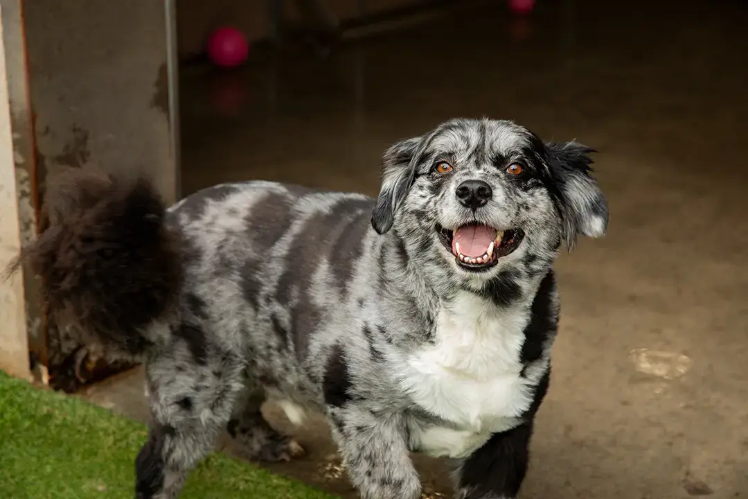 Spooky Season Events: Barks and Boos + Lick and Treat in October!