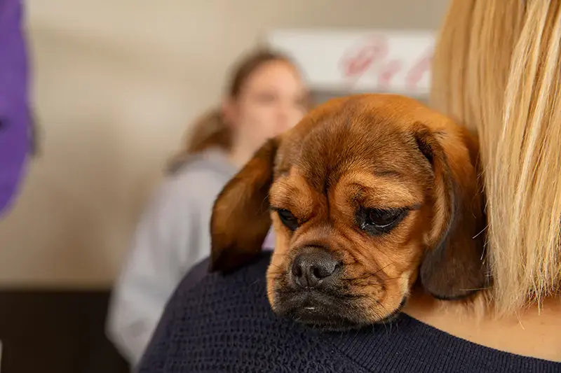 Stay Informed in Severe Weather for Pet Safety | Vera's Posh Paws