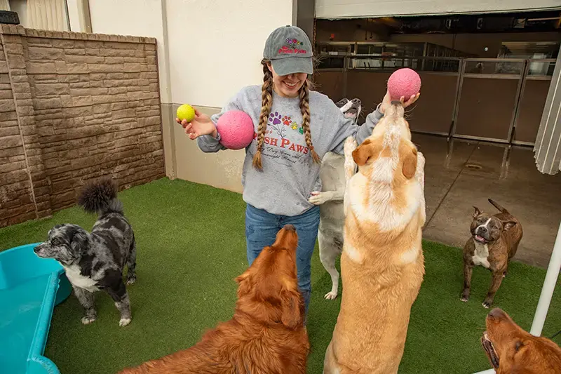 <span id="hs_cos_wrapper_name" class="hs_cos_wrapper hs_cos_wrapper_meta_field hs_cos_wrapper_type_text" style="" data-hs-cos-general-type="meta_field" data-hs-cos-type="text" >Vera's Posh Paws Moore: Your Pooches' Home Away from Home</span>