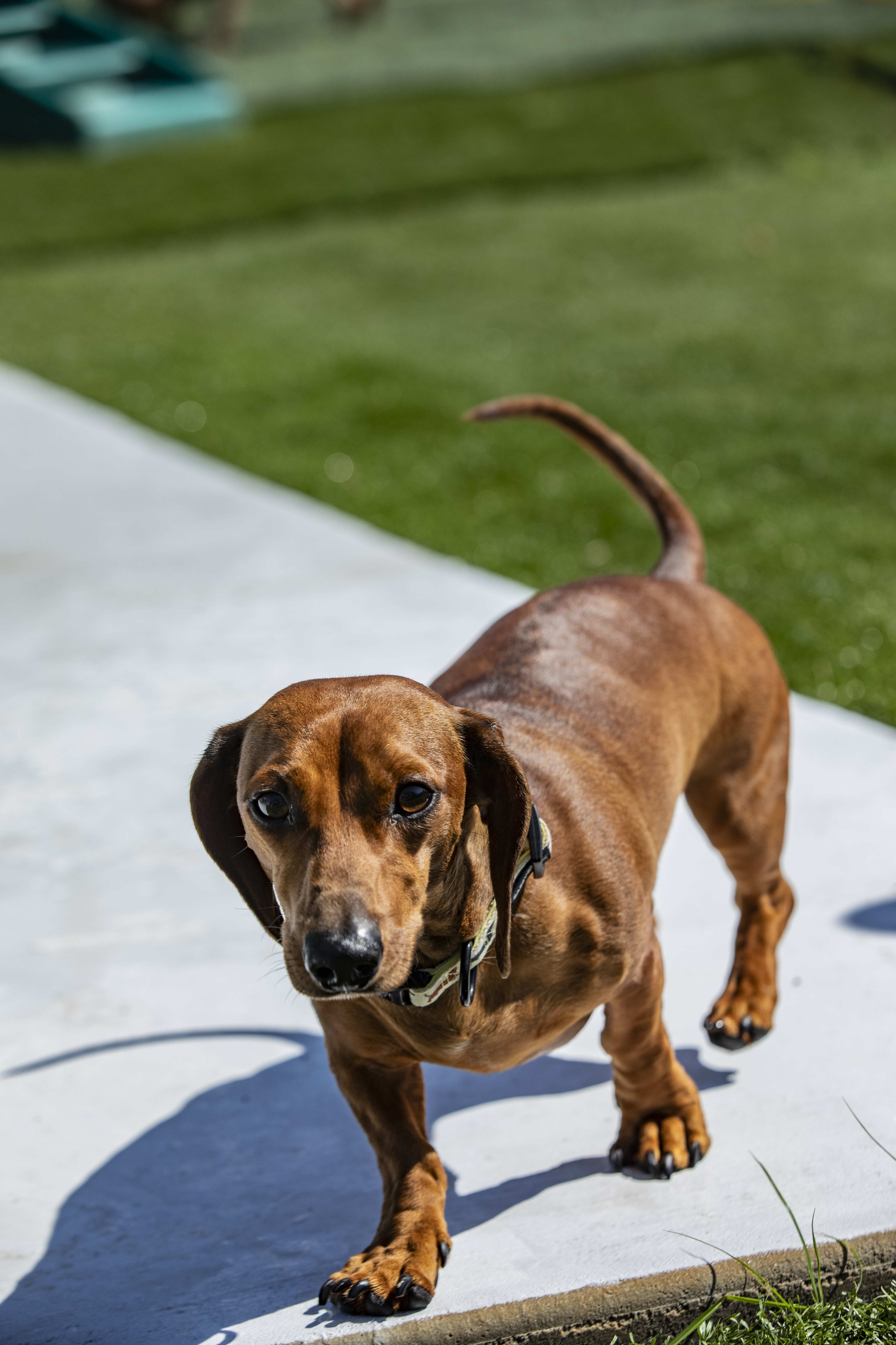 Why Standard Dog Boarding Can Stress Anxious Dogs